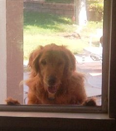 Jewels couldn't figure out the dog door below her