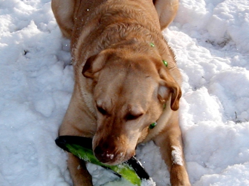 Playing frisbee in the snow.