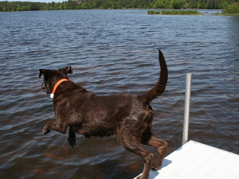 Swimming, swimming & more swimming...