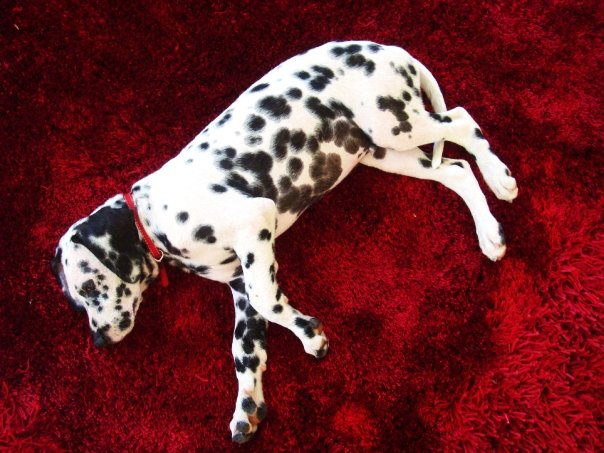 Cheeky boy on the rug.