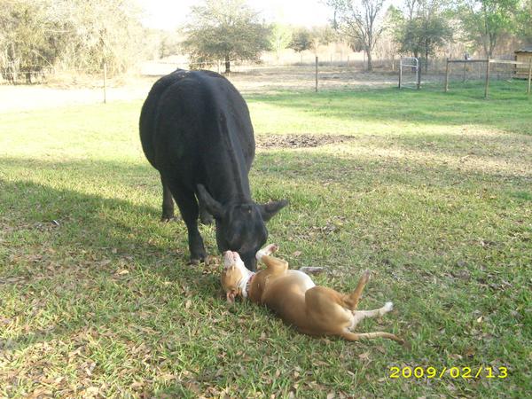 playing with the cow