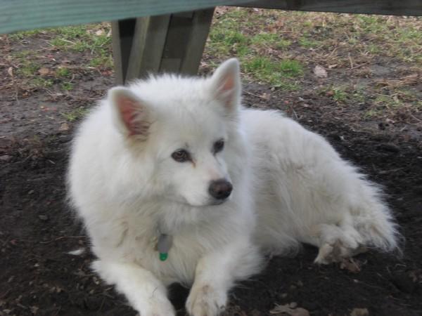 Gizzmo Layin In His Favorite Spot Under The Table Outside