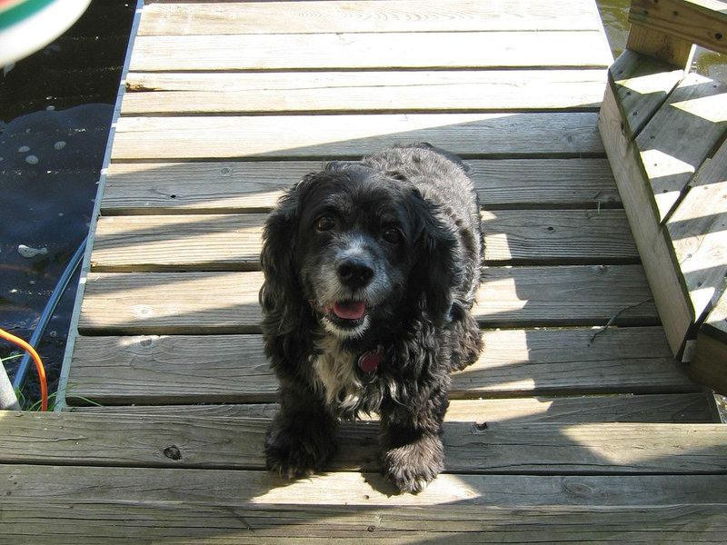 Lacey at the Cabin - waiting for her Boatride