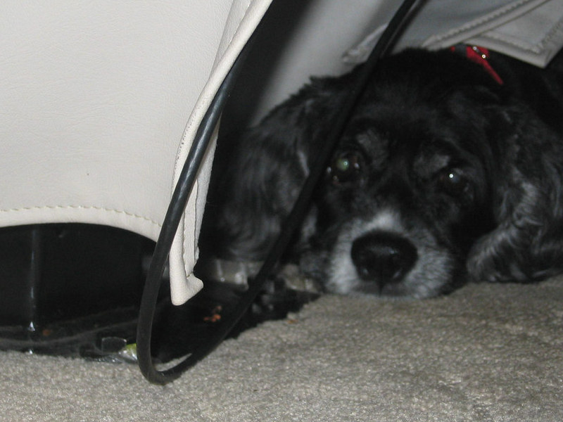 Lacey playing Hide and Seek in the Motorhome