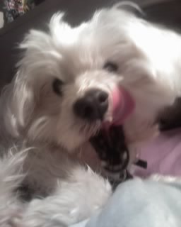 Lucky yawning