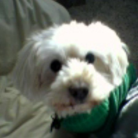 Our lucky, in his favorite sweater