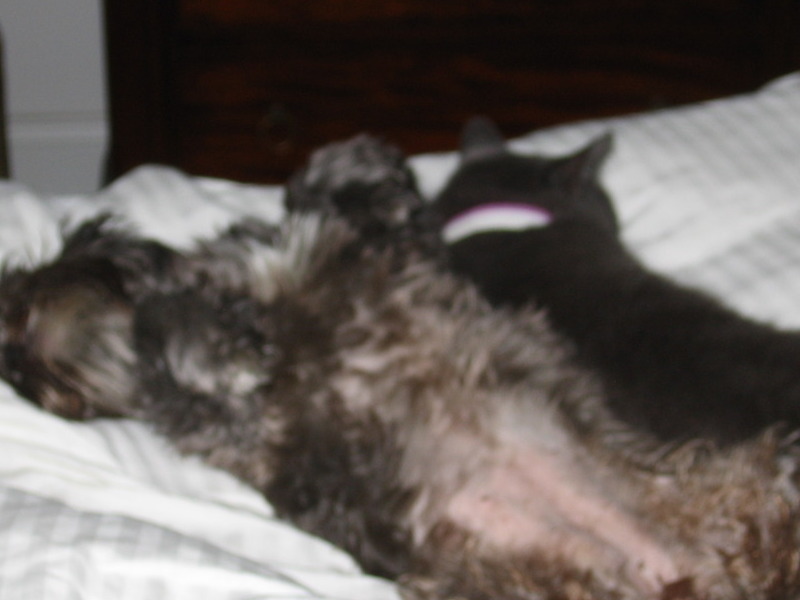 Bedtime - Macy & Mimi