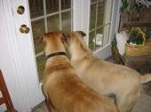 Great Watch Dogs..watches the burgler come in and steal from us.