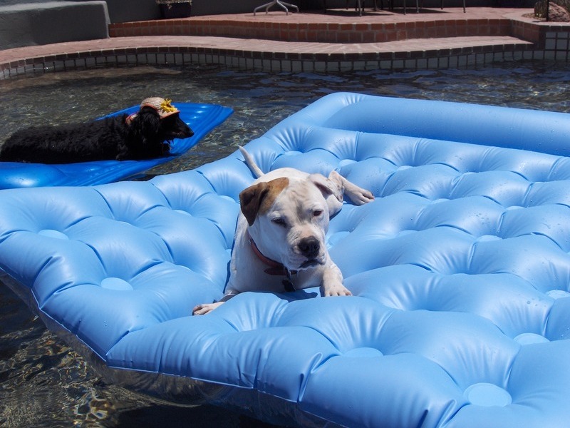 Loved floating in the pool