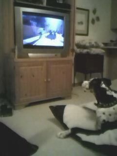 Max watching The Dog Whisperer.