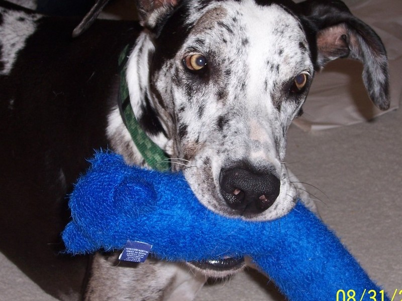 Max, the first weekend with me - his new toy!!