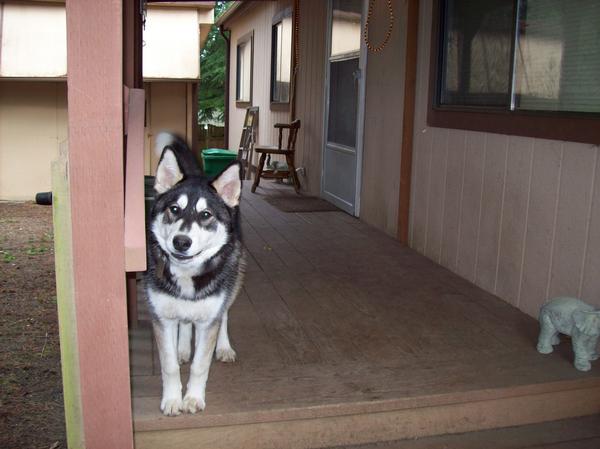 He always greeted us home happy as could be!