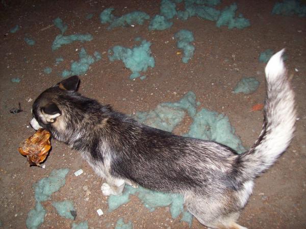 He loved that BIG BONE!