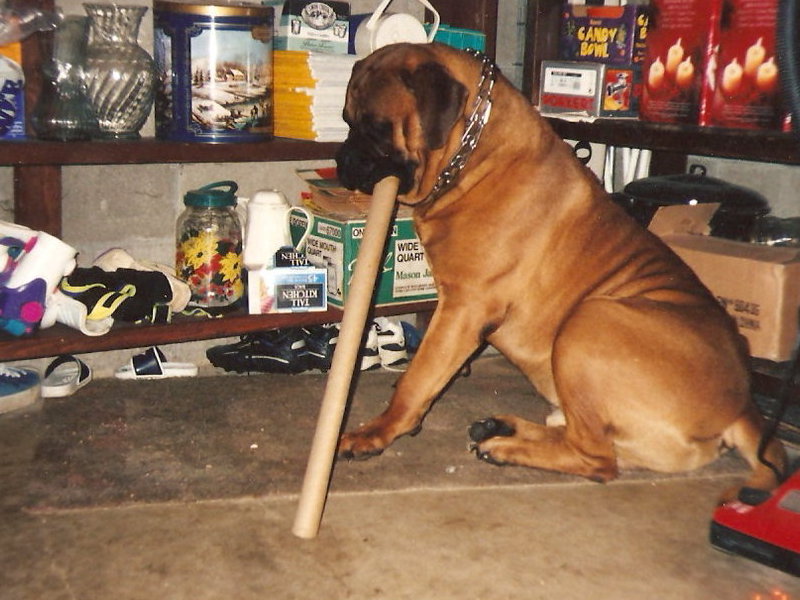 He loved the cardboard paper towel rolls!