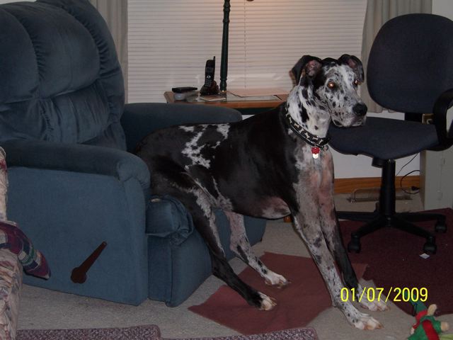 Taking over the recliner to watch some TV.