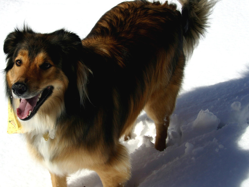 Mr. Miles loved to chase anything outdoors