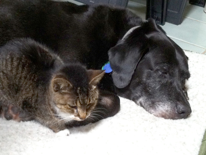 Jack cuddling with Ming, 2014