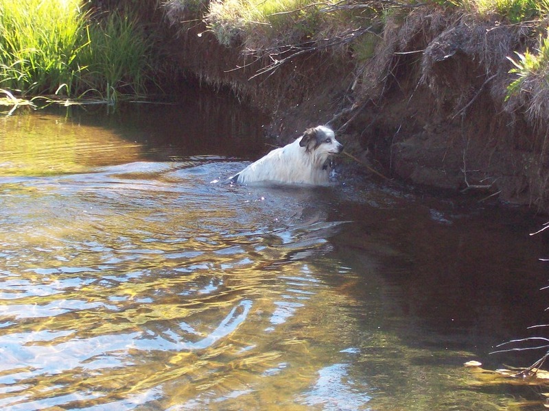 Blue loved to swim