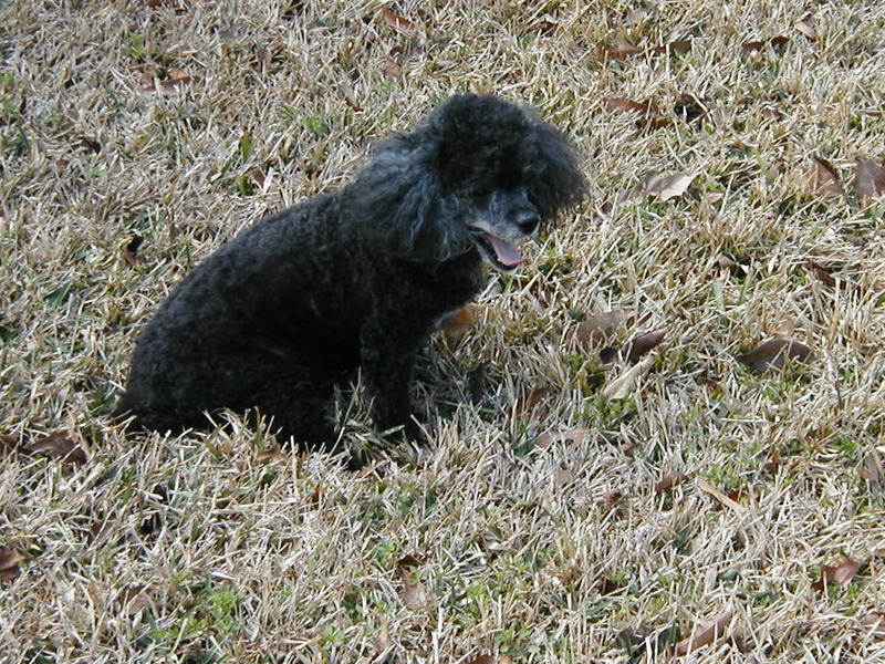 Keeping watch of her yard