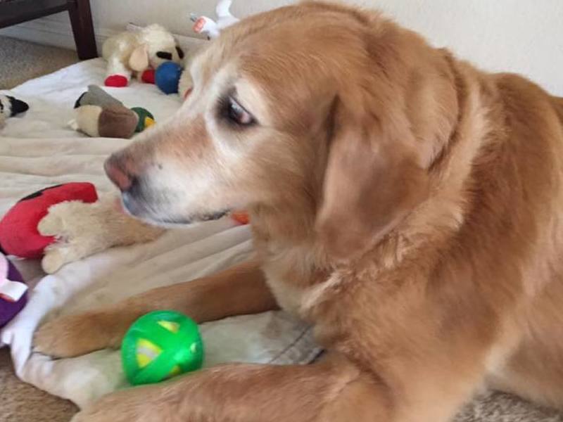 Molly and some of her toys