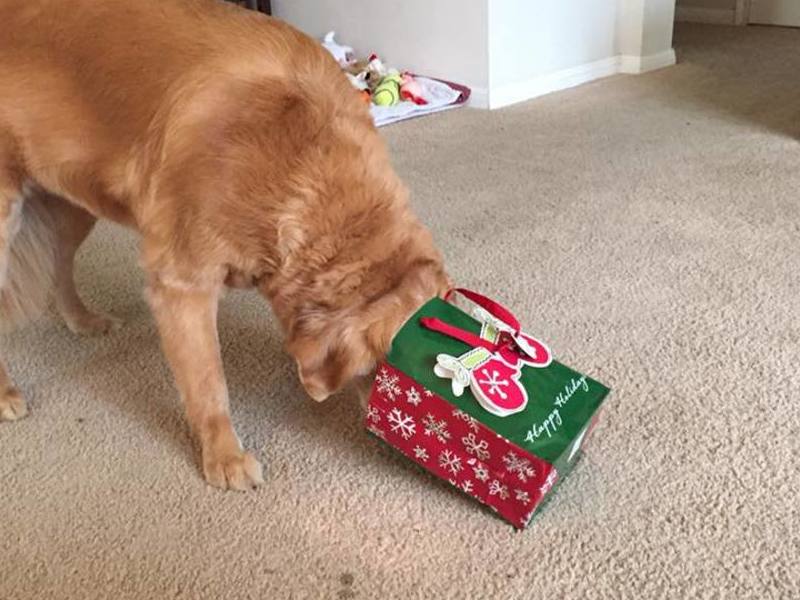 Molly opening her Chritmas present