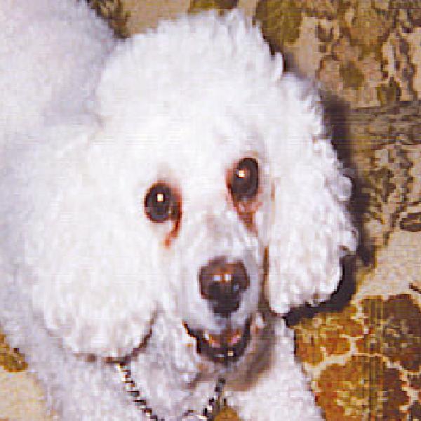last photo of Mr. Buttons 1997-2009