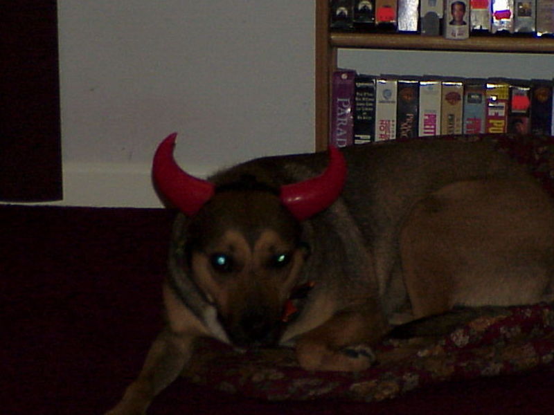 Devil Dog