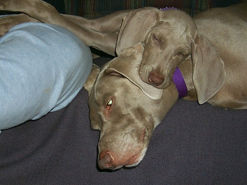 Otto with his new baby sister Phoebe (2004)
