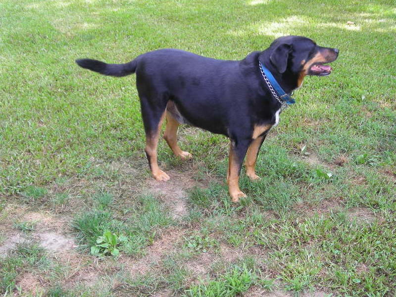 Scoping out the yard