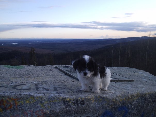 Little puppy on a big Alaskan adventure