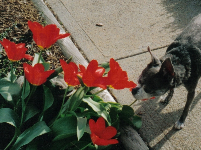 smelling flowers