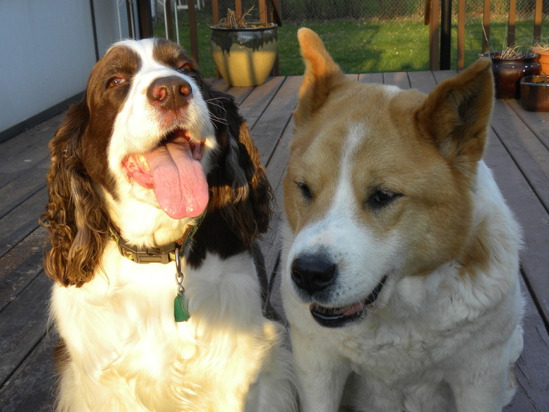 jack and akita carson city