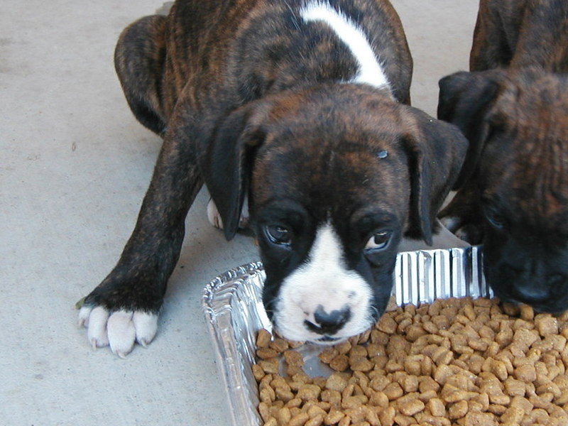 eating with one of his siblings...