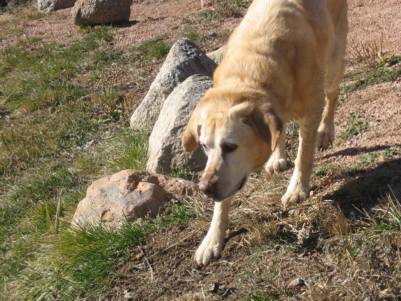 Enjoying a final trip to the dog park.