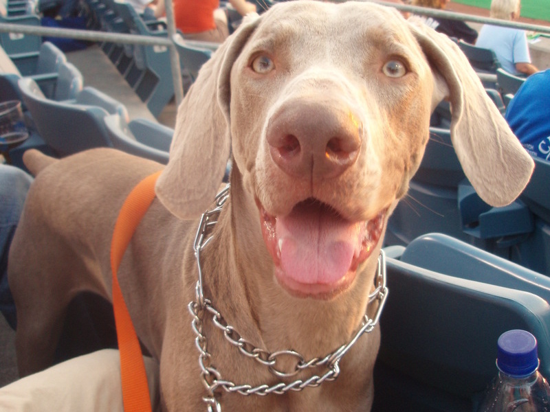 Fritz at the ballpark