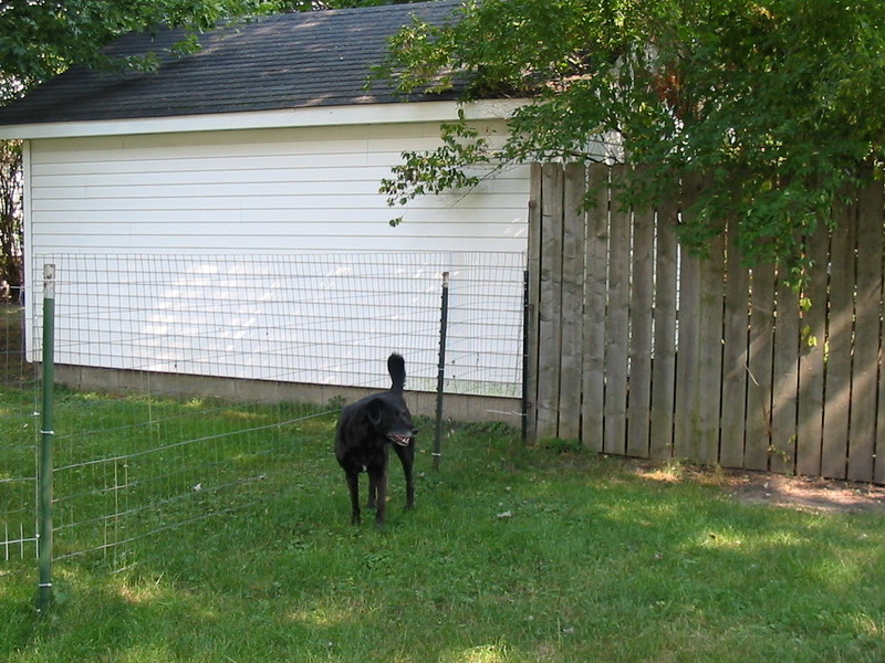 Waiting to bark