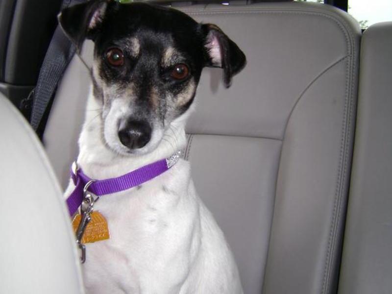 Oreo on her way to the vet in daddy's new truck.