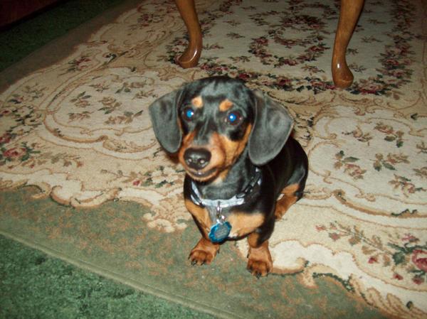 My little Oscar