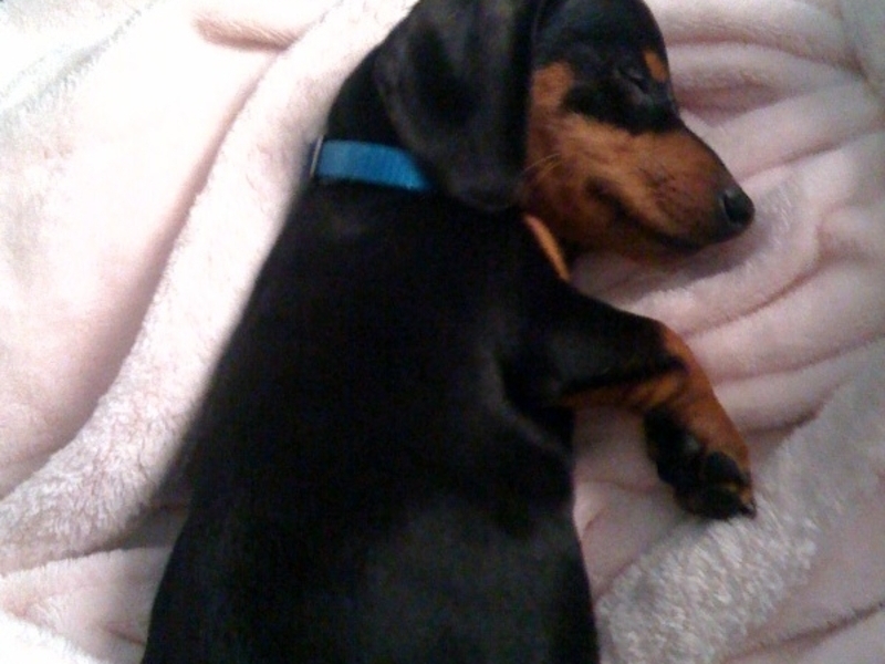 He loved to cuddle up with me on my robe