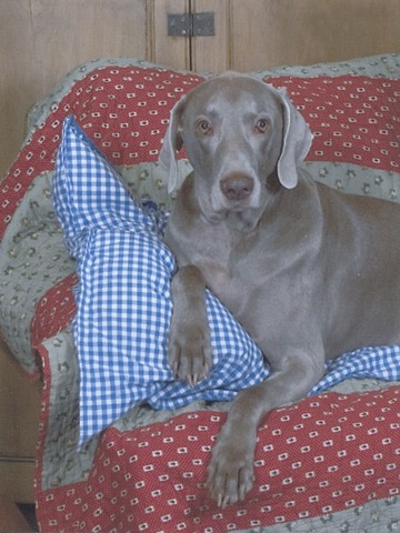 Otto looking awesome as usual. He loved the camera. (2008)