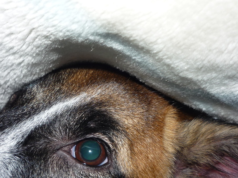 Cover me back!!she loved to snuggle under blankets