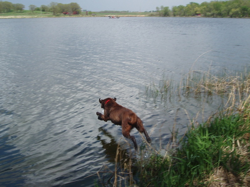 Meggie fetches the stick in the water.  She's a good swimmer.