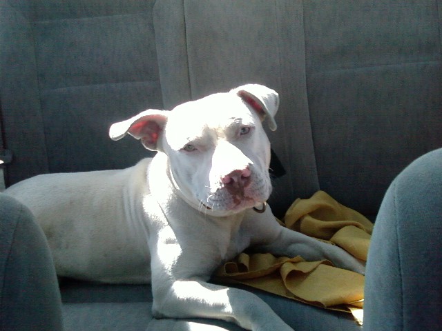 THIS MY BOBO ON HALLOWEEN DAY ON OUR WAY TO RIALTO WITH MY PARENTS WELL HIS DADDY LEFT ON A TRIP. JUST ME & BOBO