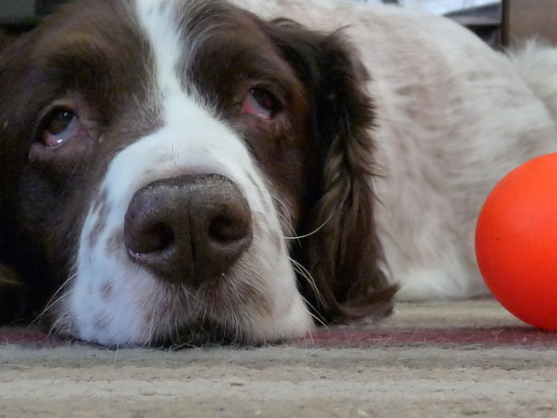 you cannot entice me with Maggie's ball....