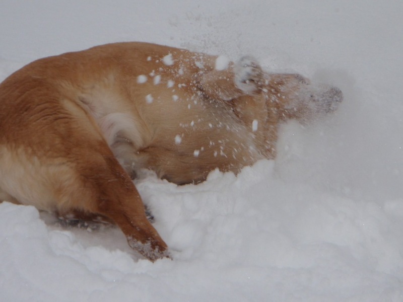 She LOVED to make snow angels