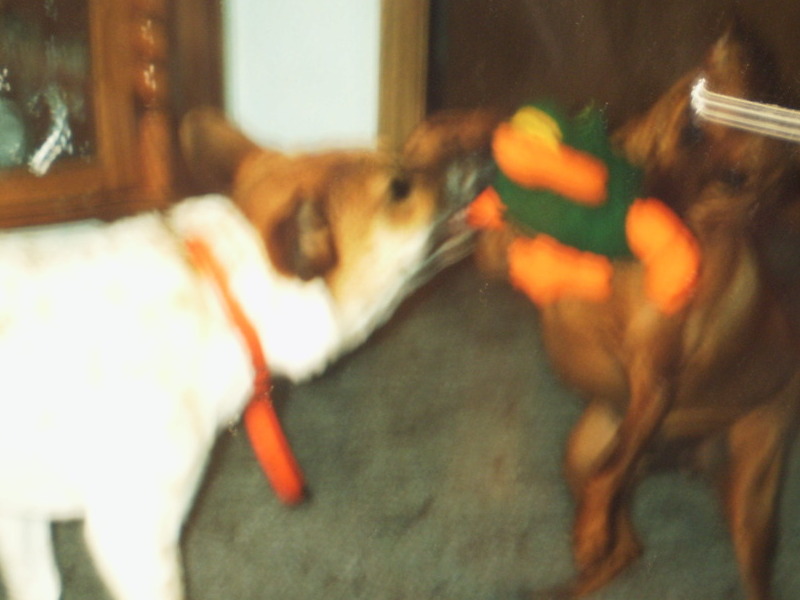 Hugo and Kendall playing tug of war