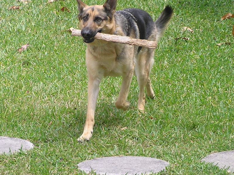 Zeddi cleaning up after the hurricane