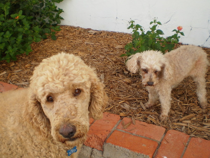 Chloe with cousin Higgley the Labradoodle