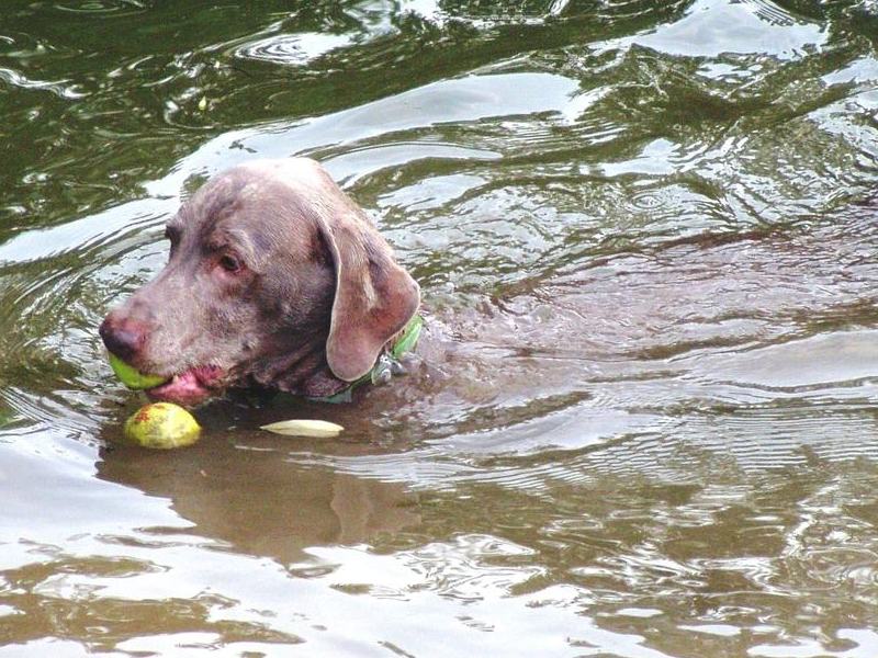 Otto at the dam; his most favorite place, The Water. (Summer 2010)
