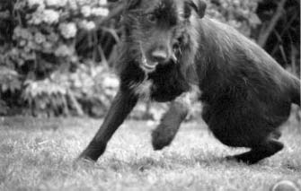 Playing football with Nanuk